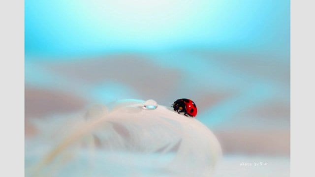 吉田さんの作品