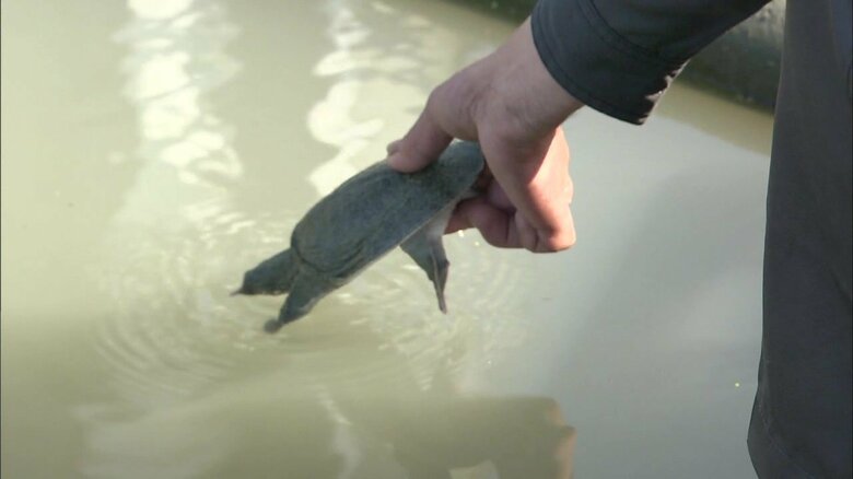 スッポン放流（佐賀・白石町 2012年10月）