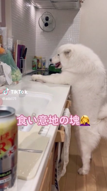 提供：ibukimama38さん