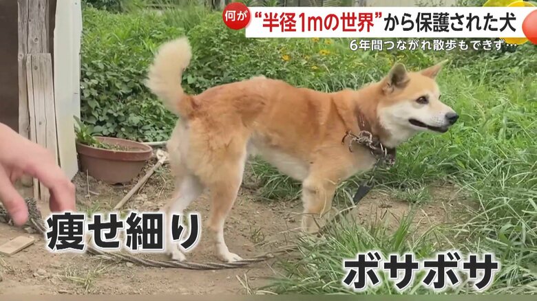 体はやせ細り、毛並みはボサボサの状態のジョン