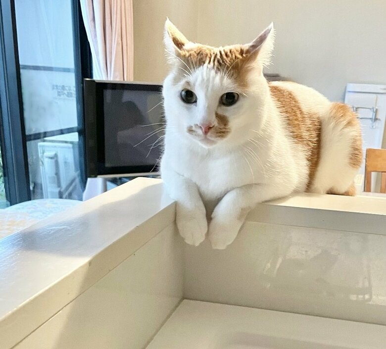 リビングとキッチン両方を見ることができるカウンター