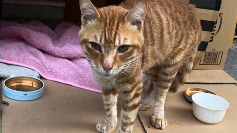 職員がダンボールで作った寝床