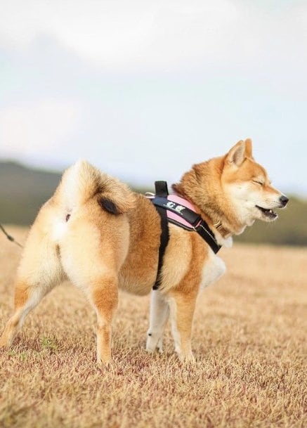 提供：shiba_mugi_さん