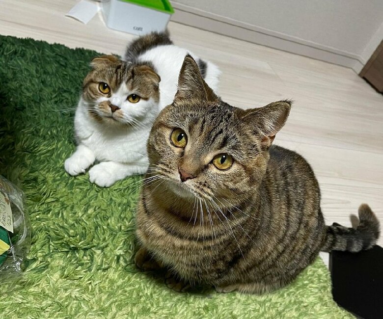 左：こうしちゃん　右：ことらちゃん