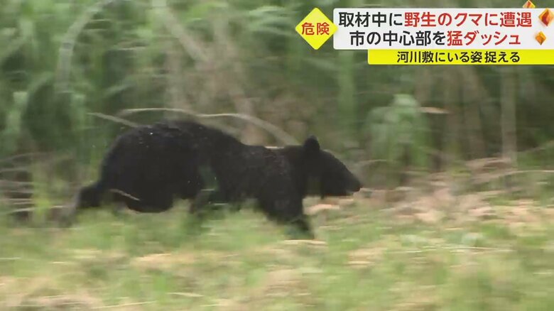 走り出したクマ