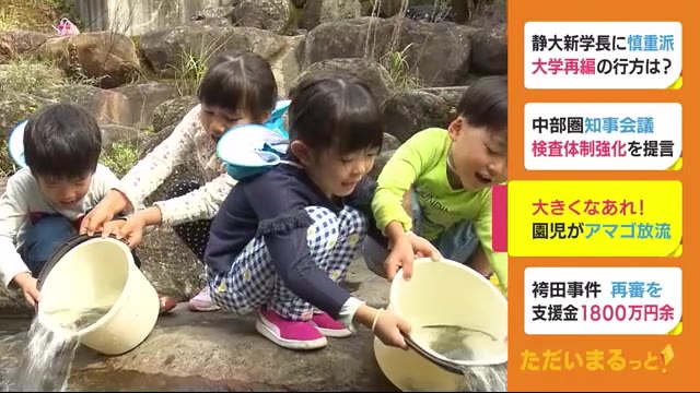成長願い 園児がアマゴ300匹放流 静岡・長泉町