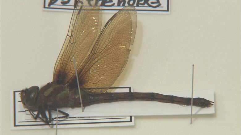 悠仁さまが作製されたトンボの剥製　2013年12月撮影