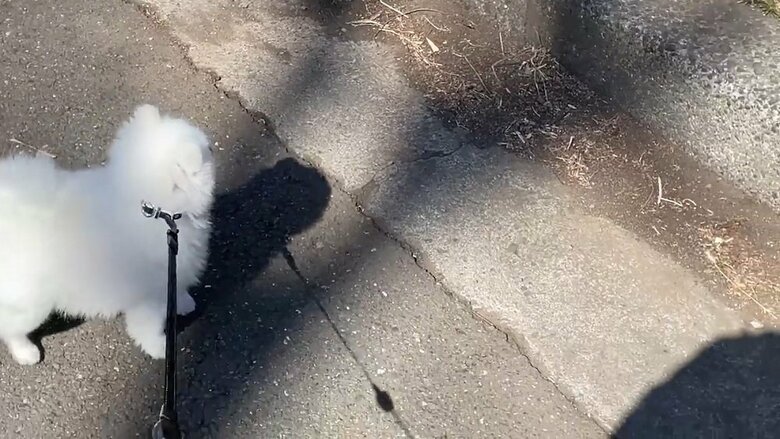 突然、何かに反応するマヨちゃん