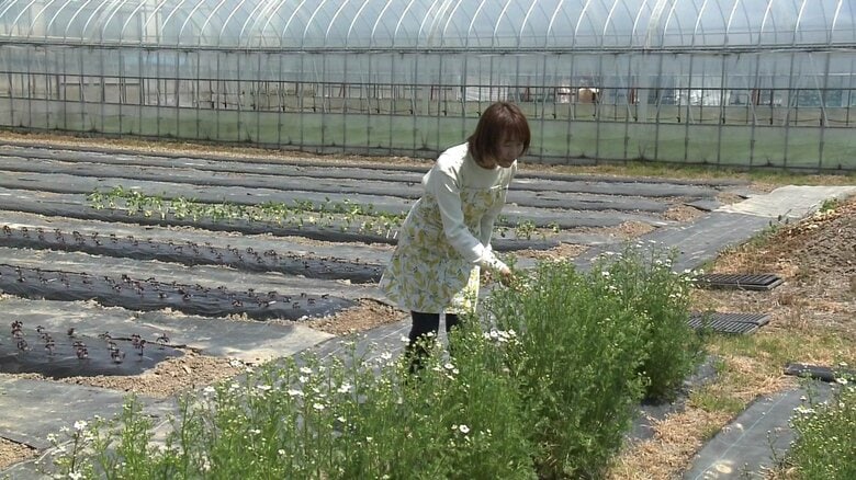 ハーブが香る高川農園の畑