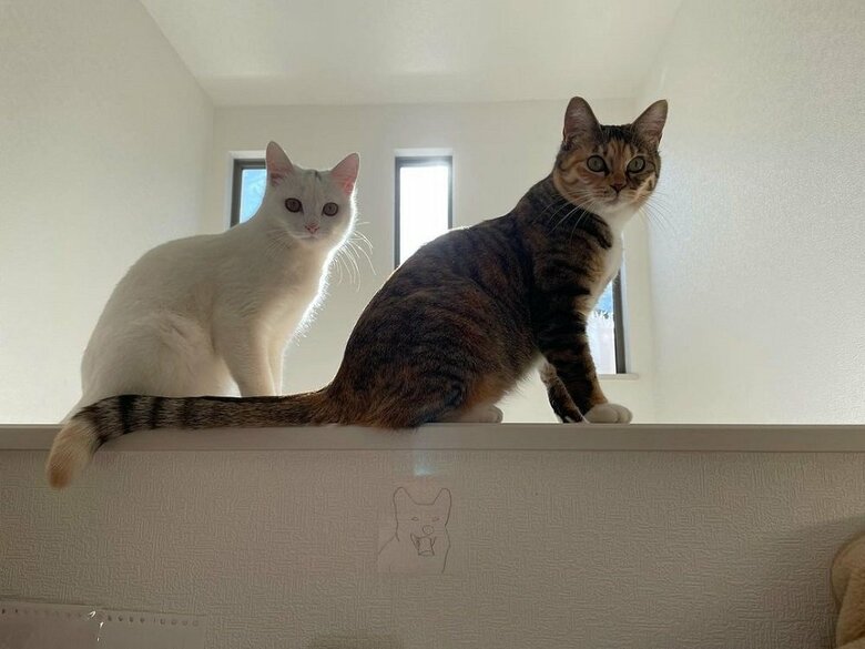 揃って見てくる2匹