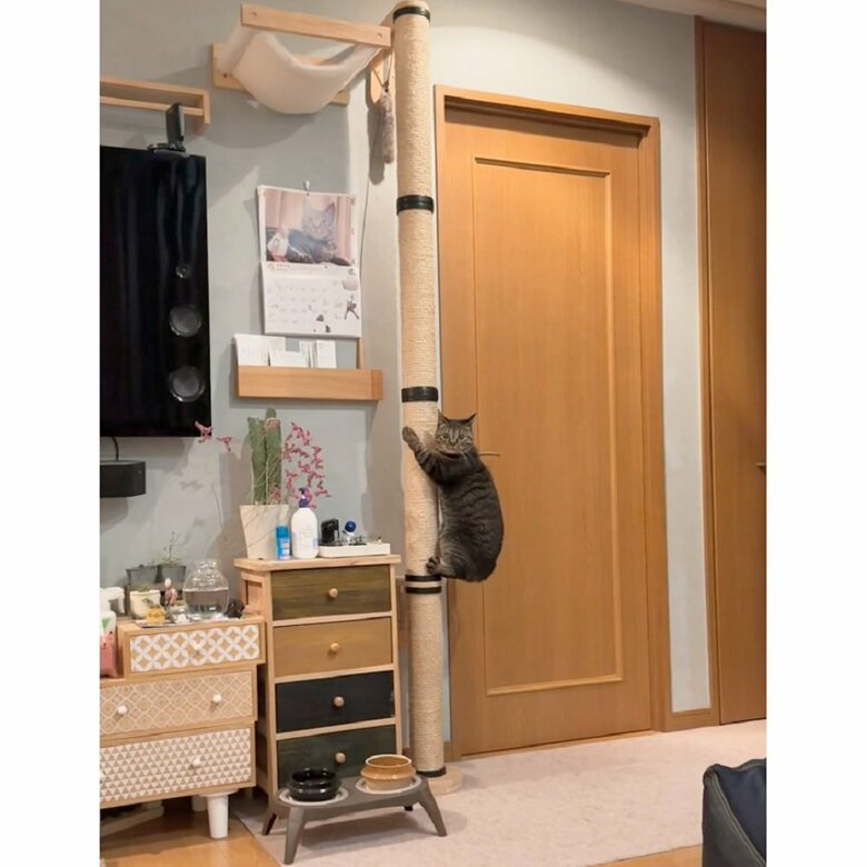 コアラがいる！？　しかし、よく見ると…