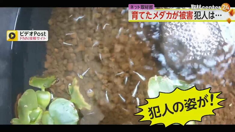 水槽で泳ぐメダカ。盗難犯を確認するため飼い主は防犯カメラを設置