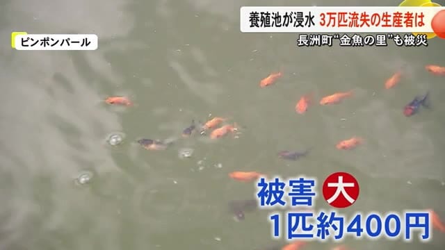 長洲町〈金魚の里〉も大雨で被災 ３万匹が流失した生産者は…【記録的大雨 熊本】