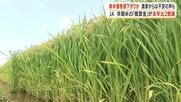新米価格値下がりか　JAが農家に支払う早期米「概算金」が去年比2割減　農家「まさかここまで下がるとは」【鹿児島】