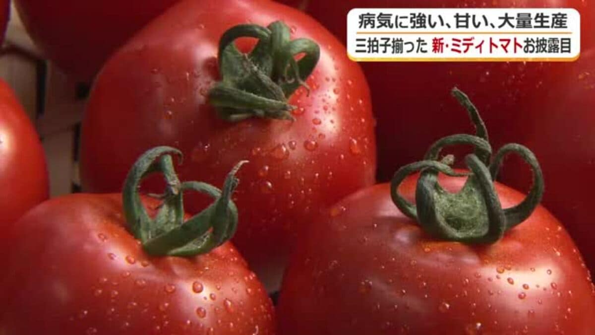 病気に強い！甘い！大量生産可能！三拍子そろったミディトマトが誕生 8
