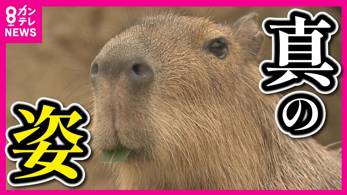 カピバラたちの湿原』 南米の湿原を再現した新エリアが神戸どうぶつ