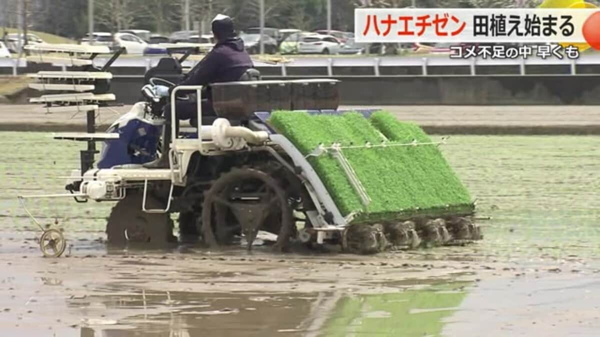 ハナエチゼン田植え始まる 続く米の価格高騰に農家「価格下がれ