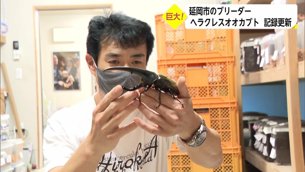 182.8mmのヘラクレスオオカブトで世界最大級に認定 試行錯誤重ねる