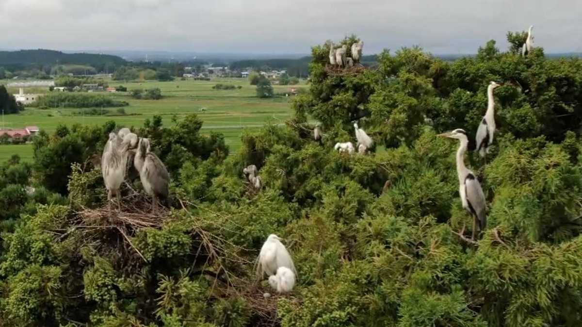 住宅街でサギ大量繁殖 悪臭 健康被害も駆除には 法律の壁