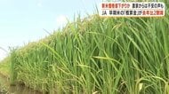 新米価格値下がりか　JAが農家に支払う早期米「概算金」が去年比2割減　農家「まさかここまで下がるとは」【鹿児島】