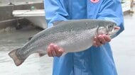 試験養殖のサーモン初水揚げ　越喜来漁協と水産大手のグループ会社の取り組み　岩手県大船渡市
