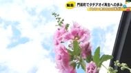 輪島市高根尾地区「タチアオイ3000本」復活へ 震災と豪雨で失われた花と絆を取り戻す住民たちの歩み