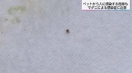 マダニから感染する「SFTS」 ペットから人に感染する危険も…マダニの正しい予防法と処置