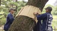 季節を先取り！観光客も待ちに待った秋の風物詩　岡山後楽園で名園の冬支度「松のこも巻き」【岡山】
