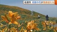 “初夏の花”鮮やかに！新潟・佐渡市でトビシマカンゾウが見頃迎える「素晴らしい」「感激」