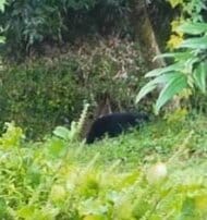 「民家の横の柿の木にクマがいる」住民が通報　改正鳥獣保護管理法に基づく緊急銃猟を実施　体重約40キロのメスを捕獲　兵庫・豊岡市