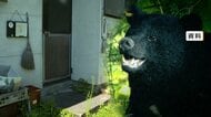 「家の中にクマがいた」寝ていたら物音　勝手口突き破り台所の食料荒らす　市職員到着前に逃げたか　長野・松本市