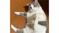 「お利口過ぎて涙」お尻拭くよ!の声で愛猫が自ら足をパッカーン…飼い主「信頼の表れだと思うのでうれしい」