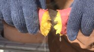 蜜たっぷりの「つぼ焼」サツマイモを販売 “芋船長”の挑戦 独自開発でコストも抑制【島根発】