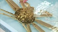 松葉がに食べたい!でも高嶺の花が高値に…なぜ?その原因は(鳥取・鳥取市)