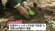 「多くの人に佐渡の花を」 市民団体と知事が県庁に“シラネアオイ”植栽【新潟】