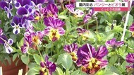 とっとり花回廊 園内彩るパンジーとビオラ展 島根・鳥取県民は入園料半額(鳥取・南部町)