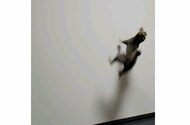 「猫が壁を走る?」 見るまでは信じられない子猫の“遊び”…でも飼い主たちからは「あるある」だった