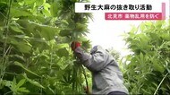 高さ2メートル以上のものも…「野生大麻」抜き取り活動
