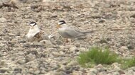 絶滅危惧種「コアジサシ」に異例の対応 工事現場に巣 会社の英断
