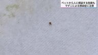 マダニから感染する「SFTS」 ペットから人に感染する危険も…マダニの正しい予防法と処置
