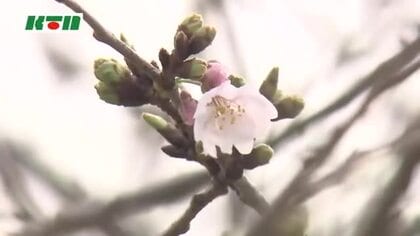 長崎でもようやく春の便り「桜の開花」発表…平年より4日遅い開花　1週間から10日ほどで満開へ