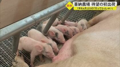 豚熱の殺処分を乗り越え、1年8か月ぶりの“行ってらっしゃい”…農場再建に向けて着実な一歩【沖縄発】