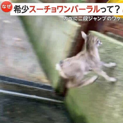 壁を使って“2段ジャンプ” 「スーチョンワンバーラル」のユズが“練習”　岩山駆け回れるように成長　横浜市立金沢動物園