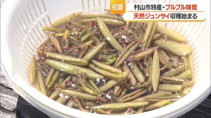 ぬるぬる・シャキシャキ　箱舟に乗り初夏の味覚ジュンサイ摘み始まる　7月末まで楽しめる　山形・村山市