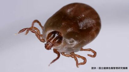 原因は異常気象？過去最多のマダニ感染症『SFTS』の脅威　専門家が伝授する《自分を守る方法》