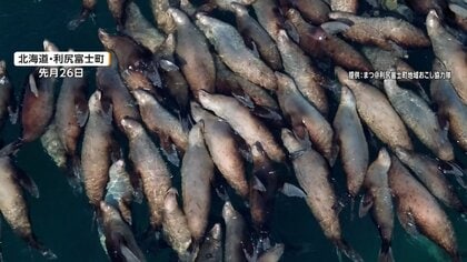「約100頭はいた」ギュッと身を寄せ合う“トドの大群”　目的は大量のニシンか　3月終わりから4月の光景　北海道