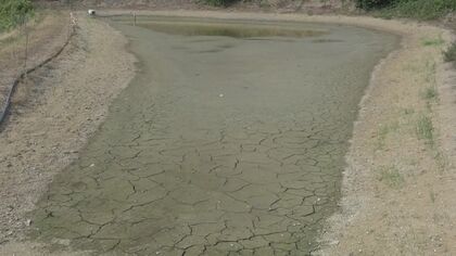 ニシキゴイ100匹死ぬ… 「井戸水が出ない」水不足深刻化でため池にひび割れも