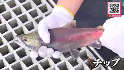 【資源保護】支笏湖の「チップ（ヒメマス）」親魚を捕獲_網にかかるのは”少なめ”…高い水温が影響か_18万5000個の卵を確保～ふ化～稚魚放流へ〈北海道〉
