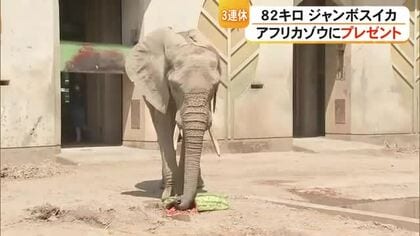 熊本市動植物園でアフリカゾウにジャンボスイカ贈る