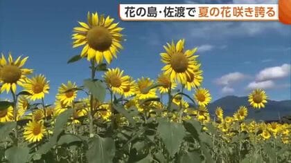 【佐渡】花の島で“夏の花”咲き誇る！海とのコントラストが美しいヒマワリ「佐渡ならではの景色」新潟
